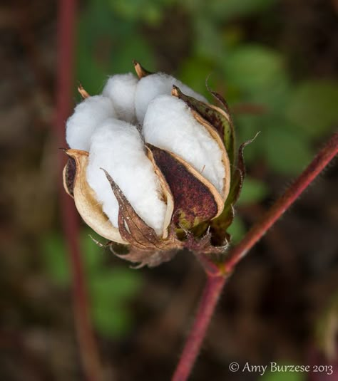 Cotton Candy Nails, Cotton Painting, Rose Street, Aesthetic Plant, Cotton Skirts, Short Plants, Cotton Boll, Cotton Stems, Cotton Fields