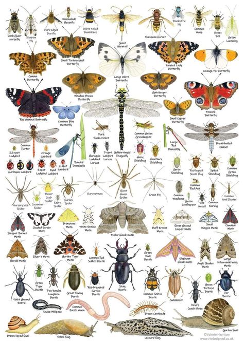 Vintage Insect Prints, Word Association, Entomology Art, Pig Breeds, Butterfly Species, Insect Print, Australian Bush, Card Poster, British Wildlife