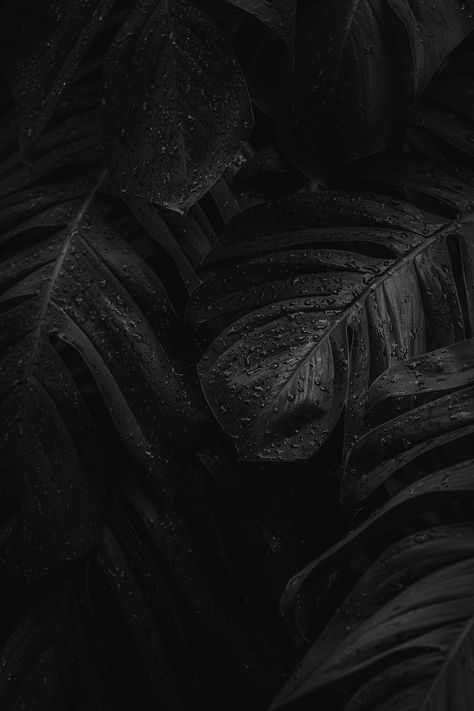 Iphone Wallpaper Tropical, Deliciosa Plant, Matte Black Background, Rain Wallpapers, Black Wallpapers, Dark Green Background, Leaf Texture, Dark Pictures, Monstera Plant