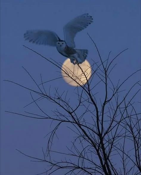 Beautiful Owls, Owl Photography, Owl Wallpaper, Mystic Moon, Shoot The Moon, Moon Pictures, Snowy Owl, Beautiful Moon, Owl Art