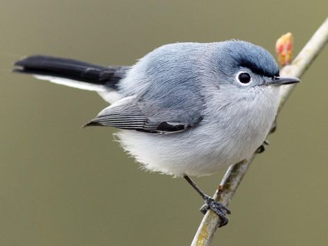 Blue-gray Gnatcatcher Breeding male Blue Gray Gnatcatcher, Bird Identification, Life List, Backyard Birds, Pretty Birds, Bird Photography, Bird Watching, Long Island, Beautiful Birds