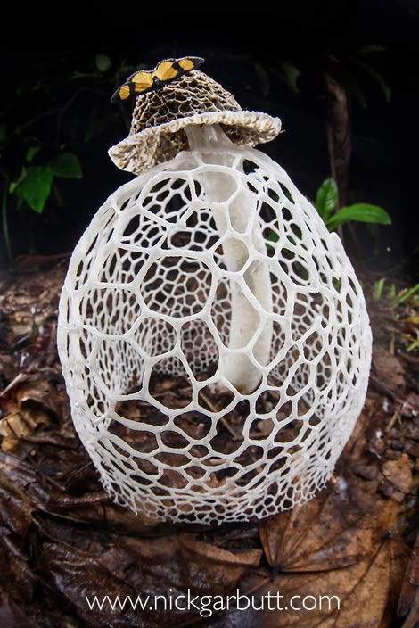 Maidens Veil Mushroom, Bridal Veil Mushroom, Beautiful Mushrooms Photography, Interesting Mushrooms, Veiled Lady Mushroom, Rare Mushrooms, Fungi Aesthetic, Weird Mushrooms, Creepy Mushroom