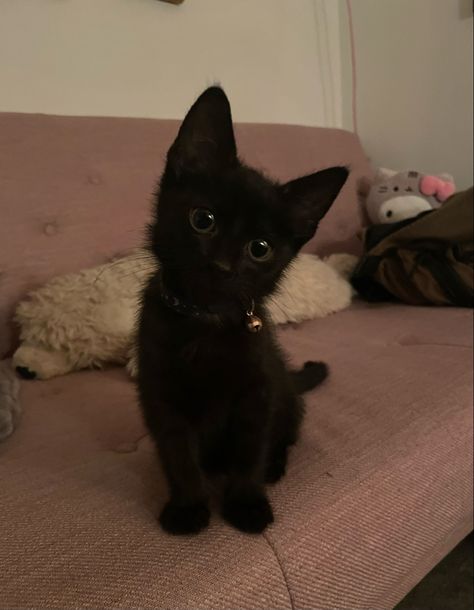 Cute Fluffy Black Cats, Black Kittens With Green Eyes, Cute Black Kittens, Cute Kittens Black, Black Kitty Aesthetic, Black Kitten Aesthetic, Cute Black Cat Aesthetic, Black Cats Aesthetic, Cat Moods