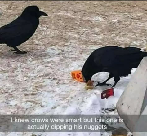 Crows Being Silly, Crow Funny Images, Funny Crow Pictures, Befriending Crows, Crows Cute, Crow Funny, Pet Crow, Crow Pfp, Crows Funny