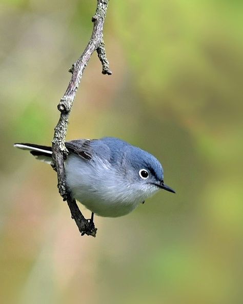 Blue-gray Gnatcatcher (Polioptila caerulea) in Ontario, Canada Blue Gray Gnatcatcher, Wonderful World, Ontario Canada, Bird Feathers, Beautiful Birds, Blue Bird, Wonders Of The World, Pet Birds, Blue Gray