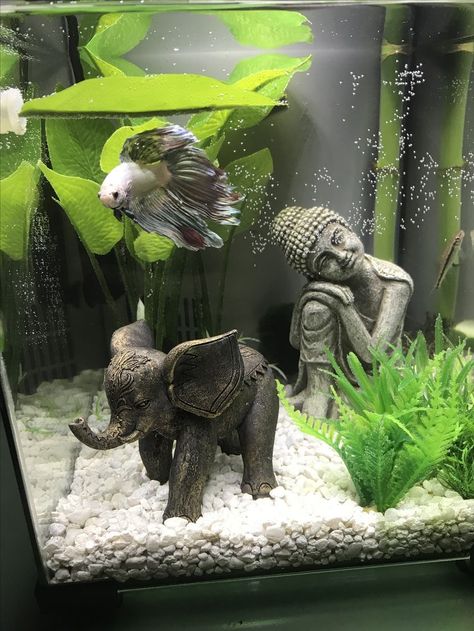 Fish Ideas Pet, Pet Fish Tank Ideas, Fish Tank Small Apartment, Apartment Fish Tank Ideas, Betta Fish Tanks Ideas, Aquarium Design For Betta Fish, Two Betta Fish, Animal Tank Ideas, Buddah Theme Fish Tank