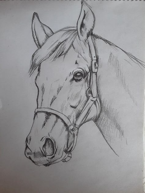 Sketches Of Animals Easy, Drawings Of Horses Sketches Easy, Pencil Drawings Of Animals Easy, Animal Drawings Horse, Horse Face Sketch, Drawing Horses Sketches, Horse Art Drawing Sketches, Drawing Ideas Horse, Horse Drawings Pencil