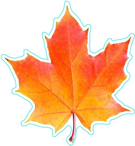 Amazon.com : Eureka Photo Image of A Fall Leaf, 5" Paper Cut-Outs, Package of 36 : Themed Classroom Displays And Decoration : Office Products Moldes Halloween, Paper Cut Outs, Creative Wrapping, Leaf Cutout, Leaf Stencil, Leaf Template, Tissue Paper Flowers, 수채화 그림, Fall Leaf