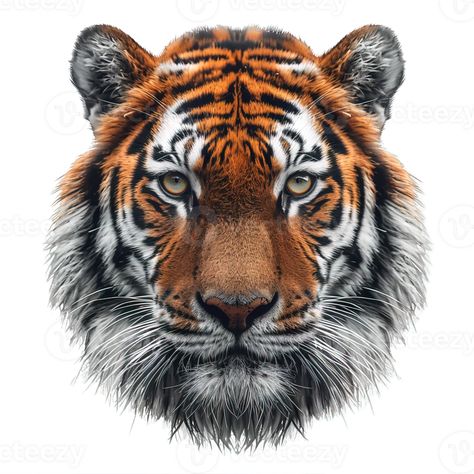 Tiger Front Face, Tiger Front View, Half Tiger Face, Tiger Png, Wildlife Protection, Tree Saw, Tiger Face, Wedding People, Tiger Head