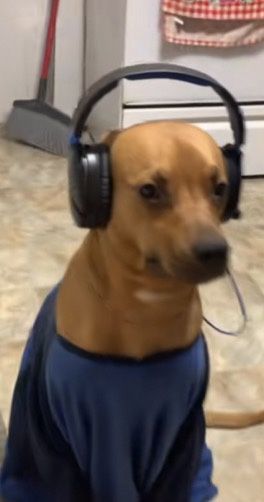 Listen To Music Meme, Dog Wearing Headphones, Dog With Headphones, Reaction Image, Image Meme, Playlist Covers Photos, Wearing Headphones, Wearing Headphone, Shirt Making