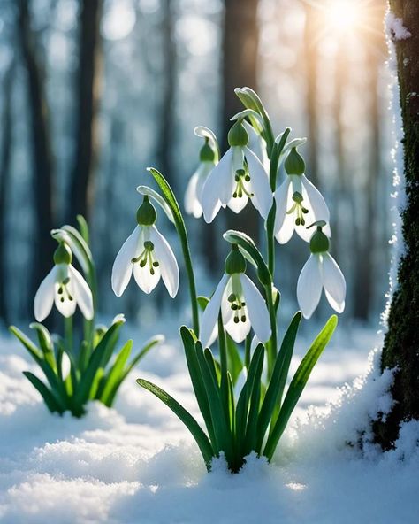 Stunning #snowdrops in a #snow #flowers @NightCafeStudio #stablediffusion #digitalart #aiart #ai #photoshop Snowdrops In Snow, Snow Drop Flower Drawing, Snowbell Flowers, Snowdrop Flower Aesthetic, Carnation And Snowdrop Flower, Snowdrop Illustration, Snowdrops Flower, Snow Drop Flower, Flowers In Snow