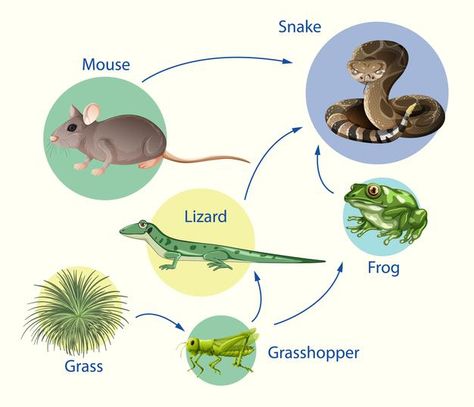 Food Chain Diagram, Food Chains, Fish Drawings, Food Chain, Education Poster, Ipa, Ecology, Biology, Plant Leaves