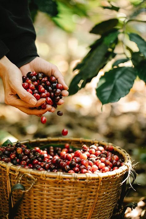 Costa Cafe, Coffee Farming, Heathy Snack, Coffee Process, Sustainable Coffee, Coffee Market, Benefits Of Honey, Organic Coffee Beans, Coffee Project