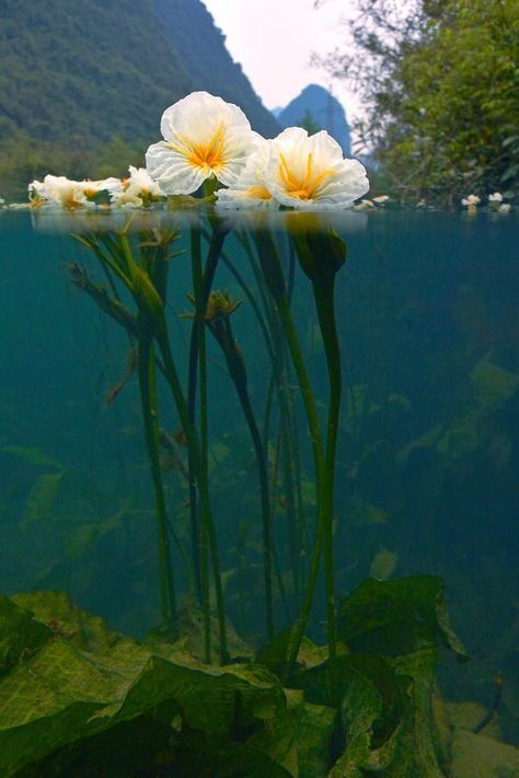 Aquatic Flowers, Sea Flowers Underwater, Lilypad Underwater, Underwater Plants Illustration, Ocean Flowers, Ocean Plants, Aquatic Art, Underwater Plants, College Walls