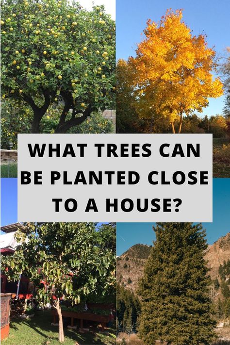 Poplar Tree Landscaping, Front Yard Tree Landscaping, Bathroom Plant Decor, Front Yard Tree, Plant Ideas Indoor, House Plants Ideas, Plants For Bathroom, Bathroom Plant, Tree Landscaping