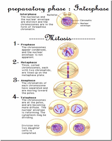 Cell Division ( MITOSIS) in Animal Cells – The WARAK WARAK Method Interphase Mitosis, Cell Biology Notes, Cell Reproduction, Somatic Cell, Prokaryotic Cell, Bio Notes, Learn Biology, Cell Organelles, Biology Projects