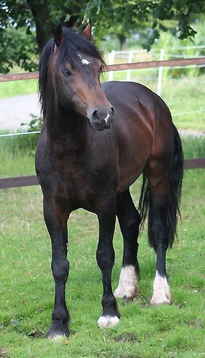 Welsh Ponies, Welsh Pony And Cob, Kathiyawadi Horse, Connemara Pony, Horse Markings, Horse Poses, Pony Breeds, Welsh Pony, Beautiful Horses Photography