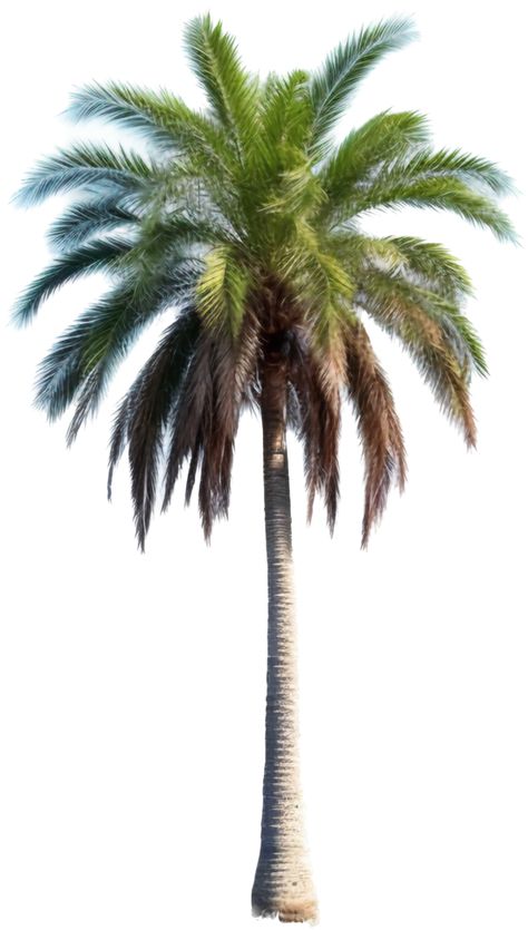 Palm Tree Png Photoshop, Palm Tree Background, Palm Tree Png, Short Palm Trees, Tree Collage, Collage Material, Graphic Design Assets, Tree Png, Graduation Project