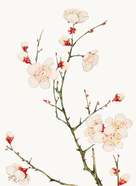 Vintage Japanese plum blossom vector art print, remix from artworks by Megata Morikaga | premium image by rawpixel.com / Moss Plum Blossom Art, Japanese Plum Blossom, Japanese Plum Tree, Plum Blossom Painting, Experiential Art, Japanese Plum, Sakura Art, Japanese Art Prints, Plum Flowers