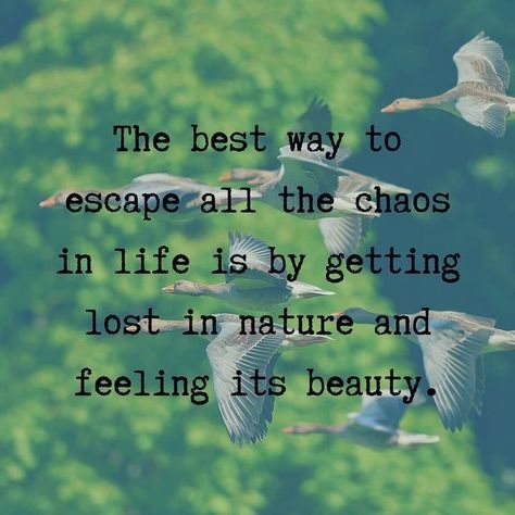 When Nature Calls Quotes, Harmony With Nature Quotes, Escape Into Nature Quotes, Quotes About Beauty In Nature, Natural Captions, Lost In Nature Quotes, Quotes About Nature Beauty, Nature Quotes Instagram, Love Nature Quotes