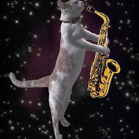 Cat Playing Saxophone in Space - Funny Cats in Space Cat Playing Saxophone, Cats In Space, Playing Saxophone, Love Cat, Cat People, Cat Playing, In Space, Perfect Shirt, A Cat