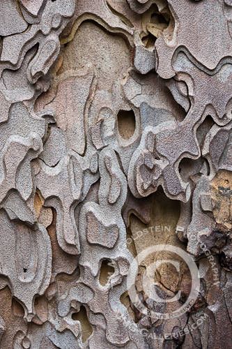 The Transformative Power of Fire » JMG-Galleries - Landscape ... Ponderosa Pine Tree, Tree Tattoo Art, Cool Textures, Pine Tree Art, Tree Bark Texture, Pine Bark, Pine Tree Tattoo, Bark Texture, Nature Patterns