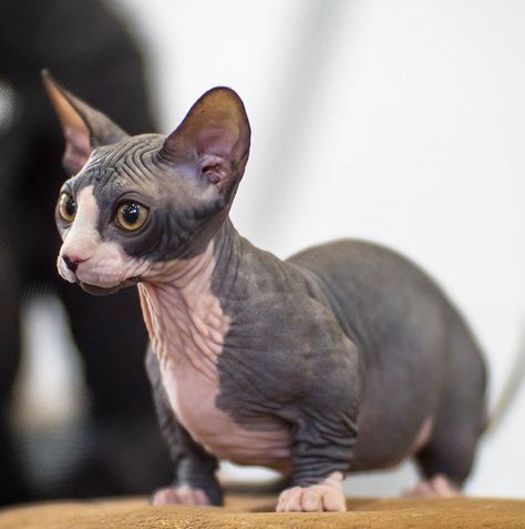 El bambino es un gato sin pelo con patas cortas, surgido del cruce del sphynx con gatos munchkin! Gato Munchkin, Sphynx Cat, My Pet, Sphynx, Cat Breeds, Cute Animals, Dogs, Makeup, Animals