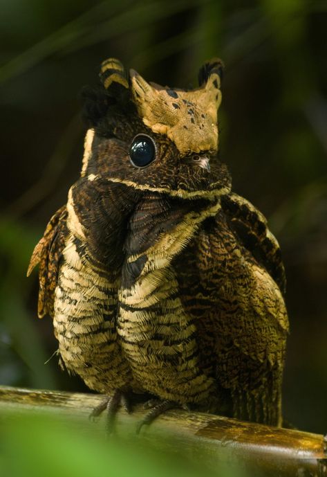 The great eared nightjar looks like a baby dragon - Australian Geographic Great Eared Nightjar, Interesting Animals, Cool Animals, Animal Reference, Little Dragon, Pretty Animals, Animal References, Pretty Birds, Weird Animals