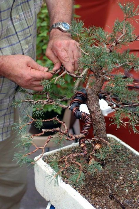 Bonsai Shop, Buy Bonsai Tree, Bonsai Diy, Tree Types, Bonsai Tree Types, Bonsai Care, Bonsai Tree Care, Bonsai Techniques, Bonsai Wire