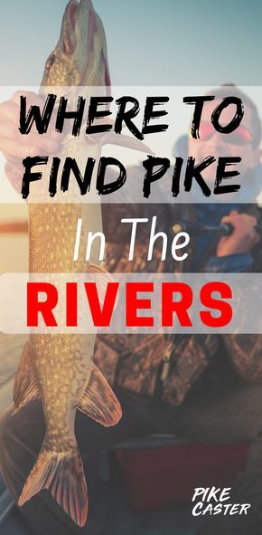 Pike Fishing Tips, Beginner Fishing, Worm Beds, Walleye Fishing Tips, Pike Fish, Bone Fish, Fishing Freshwater, Musky Fishing, Fish Types