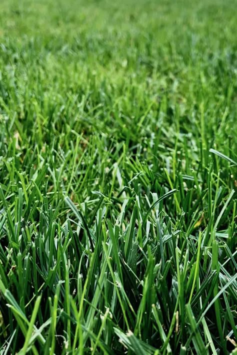 How To Grow Grass, Best Grass Seed, No Mow Grass, Apple Images, Pergola Pictures, Bermuda Grass, Growing Grass, Perennial Grasses, Grass Background