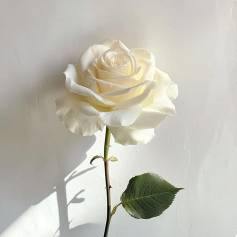 A white rose, delicate expression of purity. Contact/ Dm me to place an order today. Free bouquet delivery in Etobicoke & Missisauga🫶🏻 Open 24/7 🕛 Single white rose: $4 White flower rose bouquet: $30 Thank you for the kind support. #smallbusinessowner #florist #flower #instalike #viralpost #whiterose #flowerbouquet Off White Flowers Aesthetic, White Rose Aesthetic, White Roses Aesthetic, Mondial Rose, Ivory Aesthetic, Rose Opening, Single White Rose, Roses Delivery, Avalanche Rose