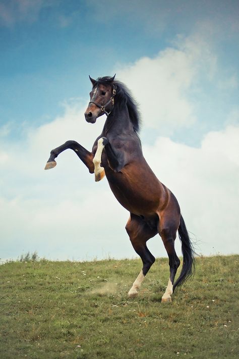 They can stand on two legs. They can stand on two legs like a goddamn human. | 21 Reasons Horses Will End Humanity Horses To Draw, Horse Colours, Horses Pictures, Horse Rearing, Warmblood Horses, Horse Facts, Walking Horse, Horse Reference, Horse Equipment