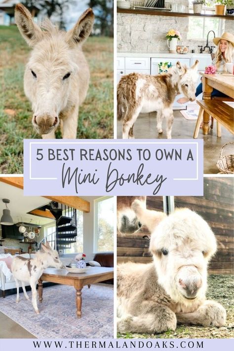 Mini Donkeys: 5 Reasons to Have Them — Thermaland Oaks Animals To Have On A Homestead, Best Farm Animals For Beginners, Cool Farm Animals, Mini Farm Layout Ideas, Mini Cow Farm, Mini Backyard Farm, Donkey Enclosure Ideas, Donkey House Ideas, Hobby Farm Animals