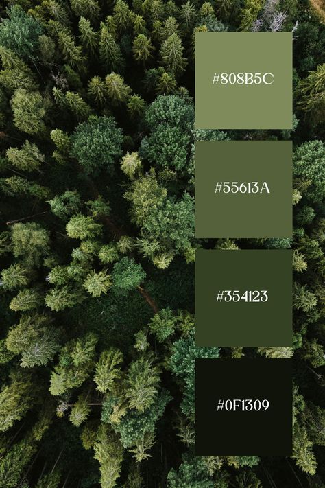 This Dark Green image displays a lush forest from above, showcasing a rich variety of green tones. The deep and vibrant greens of the trees create a dense, natural canopy, evoking a sense of tranquility and connection with nature. Green Palettes Colour Schemes, Forest Green Colour Scheme, Shades Of Forest Green, Shades Of Green Palette Wedding, Deep Green Wedding Decor, Pretty Shades Of Green, Forest Green Pallet, Rich Green Paint Colors, Rainforest Color Palette