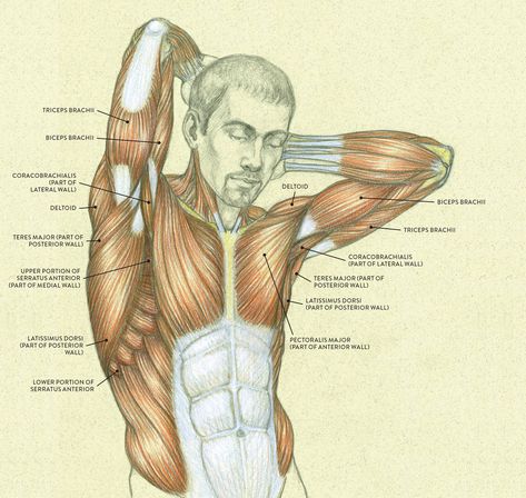 raised arm male muscle | Human anatomy, Anatomy art, Anatomy Human Anatomy Notes Aesthetic, Arm Anatomy, Muscles Of The Neck, Arm Drawing, Human Body Anatomy, Muscle Anatomy, Human Anatomy Drawing, Drawing Heads, Human Anatomy Art