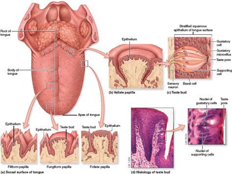 Tongue Papillae and Taste Buds. (a) Papillae are small elevations on the tongue surface that exist in four types: filiform, fungiform, vallate, and foliate (shown in [b]). (b) A vallate papilla exhibits many taste buds, one of which is shown in detail (c). (d) Photomicrographs show the histologic structure of a taste bud on a vallate papilla Human Heart Diagram, Digestive System Anatomy, Med School Study, Medical Assistant Student, Dental Hygiene School, Dental Anatomy, Basic Anatomy And Physiology, Medical Student Study, Ap Biology