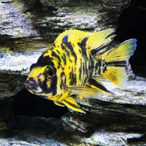 The very rare OB Lwanda looking plump and healthy. Learn more about why African Cichlids change colors. African Cichlid Tank Design, African Cichlids Tank, African Cichlid Tank, Fish Ponds Backyard, African Cichlid Aquarium, Aquarium Live Wallpaper, Severum Cichlid, Ob Peacock Cichlid, Ocean Aquarium