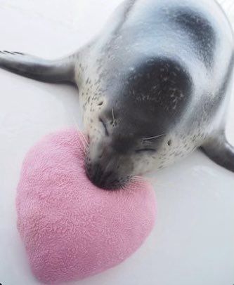 Cute Heart Aesthetic, Silly Seal, Heart Aesthetic, Cute Seals, Baby Seal, A Seal, Silly Animals, Sea Lion, Cute Heart