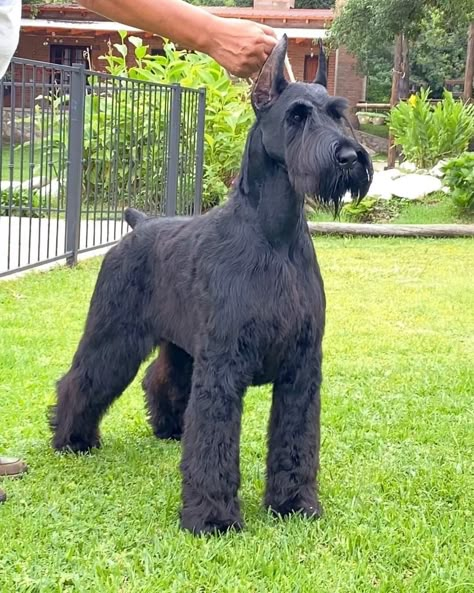 Dog Breed ➡️ GIANT SCHNAUZER From @schnauzer_cethuz 🐶 CETHUZ Supernova 10 months old Country 🇦🇷 . #schnauzer Giant Schnauzer No Beard, Black Giant Schnauzer, Giant Schnauzer Grooming Styles, Giant Schnauzer Aesthetic, Giant Schnauzer Grooming, Large Schnauzer, Schnauzer Haircuts, Giant Schnauzer Puppy, Schnauzer Standard