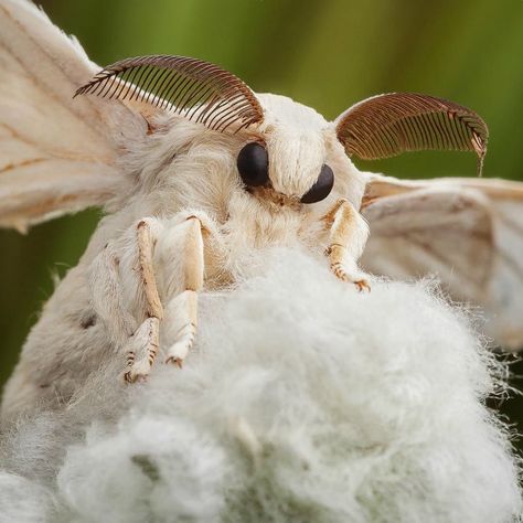 Fluffy Moths, Cute Moths, Silk Moths, Poodle Moth, Bombyx Mori, Silk Moth, Cute Moth, Moths And Butterflies, A Bug