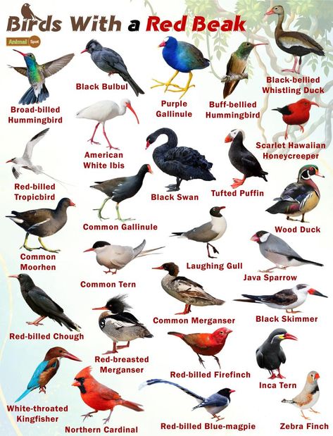 Red Beaked Birds – Facts, List, Pictures Birds Species, Names Of Birds, Pig Breeds, Birding Journal, Bird Breeds, Bird Facts, Finches Bird, Birds Of Australia, Adventure Quest