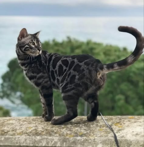 Guide To Silver Bengal Cats Cat Pose Photography, Cats Reference Photos, Morph Inspo Warrior Cats, Cat Poses Photography, Cat Pose Reference Photos, Cat Dynamic Pose, Pretty Cats Unique, Cat Poses Reference, Cat Poses Drawing Reference