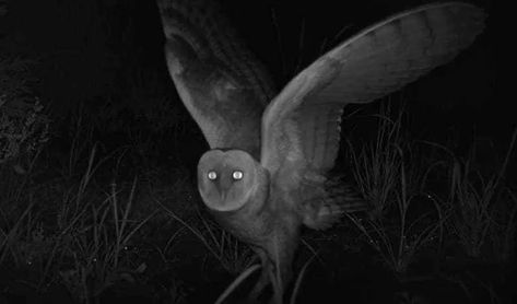 Its ghostly white underside, its blood curdling call, and its eerie, silent flight have propelled the barn owl into the stuff of legend. #appalachia #appalachianfolklore Barn Owl Aesthetic, Owl Demon, Scary Owl, Ghost Owl, Eastern Screech Owl, Owl Species, Old Warrior, Saw Whet Owl, Short Eared Owl