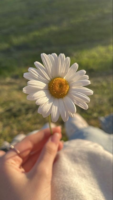 Flowers Dp, Daisy Wallpaper, Flower Iphone Wallpaper, Whatsapp Wallpaper, Nothing But Flowers, Cute Flower Wallpapers, Wallpaper Nature Flowers, Nature Aesthetic, Flower Pictures