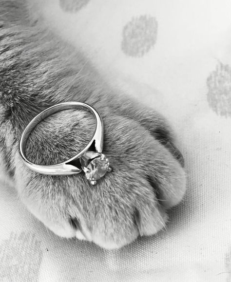 Cat Engagement Photos, Cat Engagement Pictures, Cats In Weddings Ideas, Cat Themed Wedding Ideas, Animal Wedding Theme, Engagement Photos With Cats, Cat In Wedding, Cat Wedding Ideas, Pet Wedding Photos