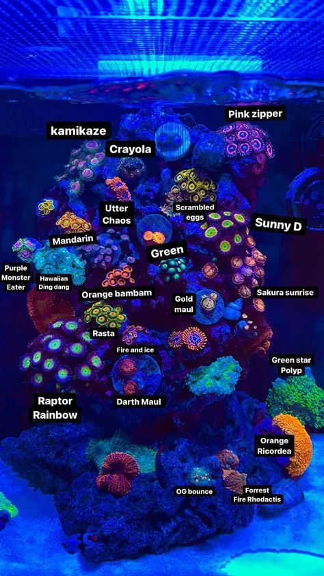 Aquascape Reef Tank, Aquarium Coral Reefs, Saltwater Aquarium Design, Fish Tank Saltwater, Clownfish Tank Ideas, Salt Water Fish Tank Ideas Living Rooms, Coral Reef Aquarium Saltwater Tank, Small Salt Water Aquarium, Coral Tank Aquarium