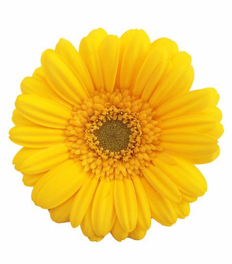 Yellow gerber daisy Sunflower Petals, Yellow Artwork, Gerber Daisy, Gerber Daisies, Special Flowers, Yellow Daisies, Gerbera Daisy, By Charlotte, Mellow Yellow