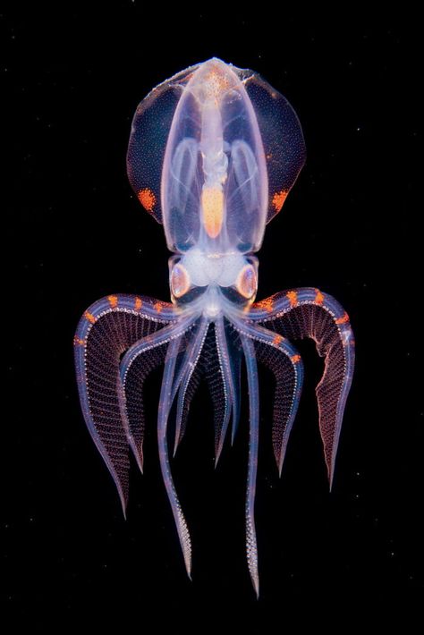 Diamond squid at a depth of 180 meters in the Philippines by photographer Diamond Stars. The Depth Of The Ocean, Ocean Moodboard, Aquatic Animal, Deep Sea Creatures, Underwater Photographer, Beautiful Sea Creatures, Aquatic Life, Underwater Creatures, Underwater Life