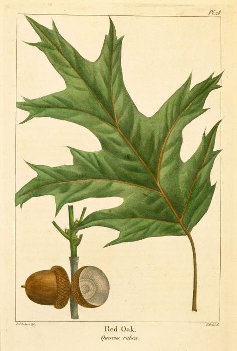 Red Oak (Quercus rubra). From New York Public Library Digital Collections. Tree Leaf Identification, Red Oak Leaf, Red Oak Tree, Leaf Identification, Nature Art Prints, Illustration Botanique, Botanical Print Set, Antique Illustration, Vintage Botanical Prints